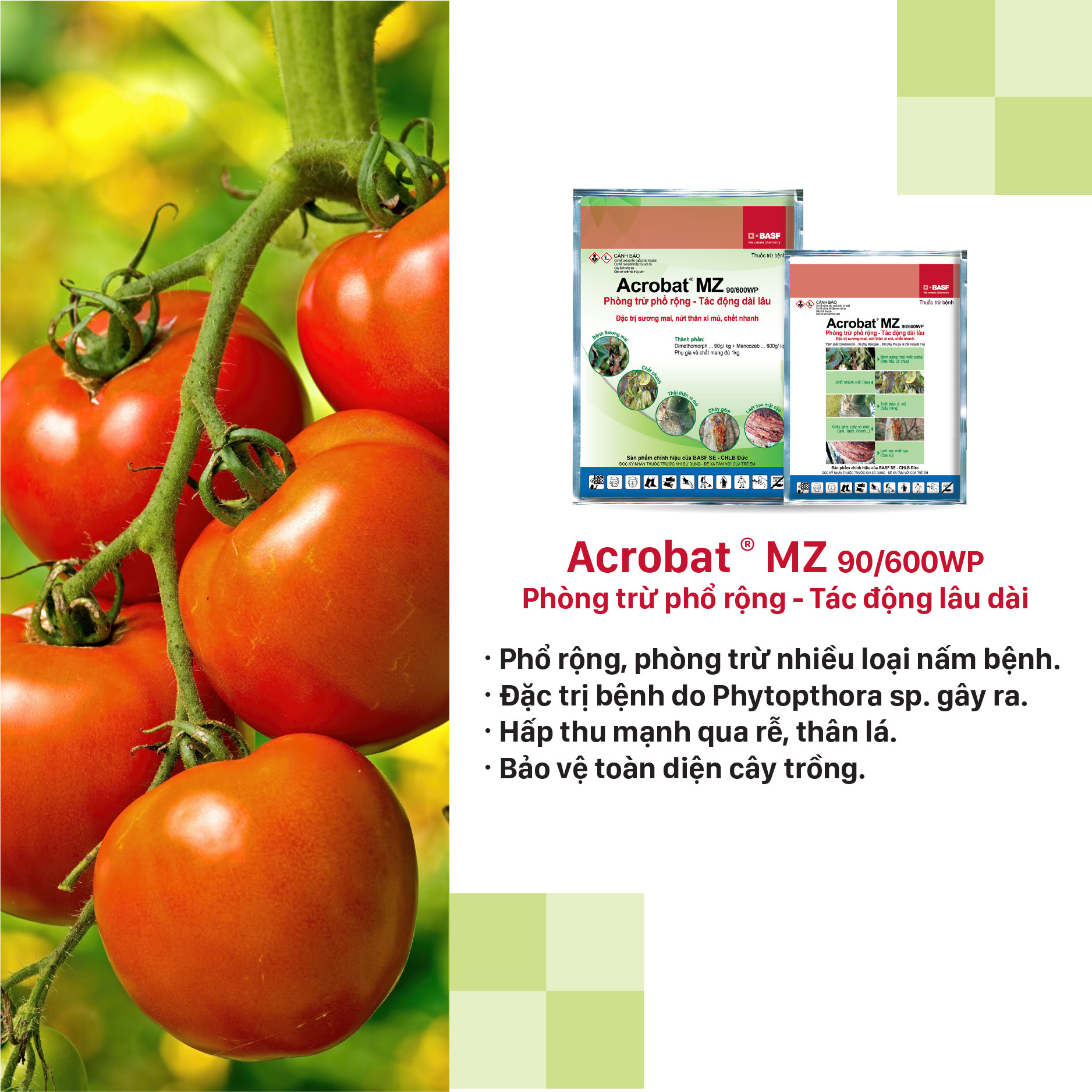 Thuốc trừ bệnh Acrobat MZ - Gói 100g